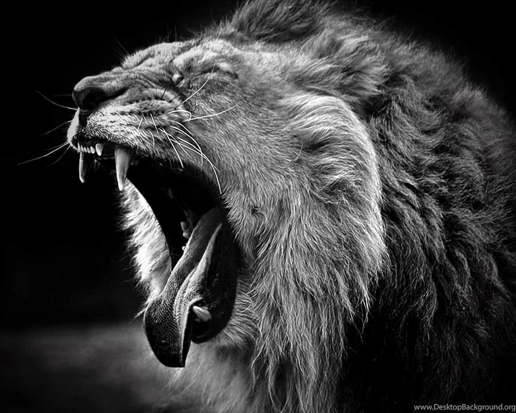 Black White Lion Backgrounds Image Id: 1677 7HDWallpapers