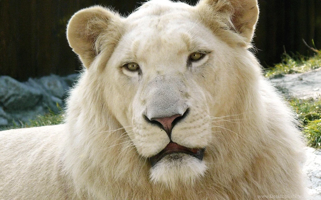 Desktop Wallpapers · Gallery · Computers · White Lion Apple OS X ...