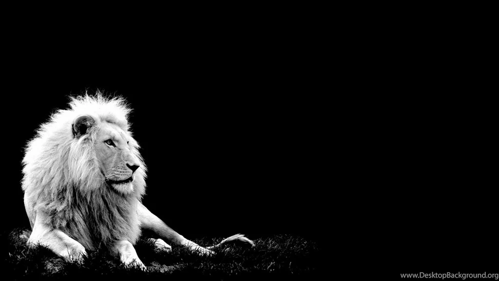 Wallpapers White Lion HD Cub King