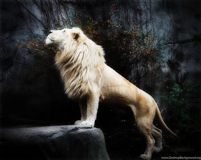 White Lion JPG Photos