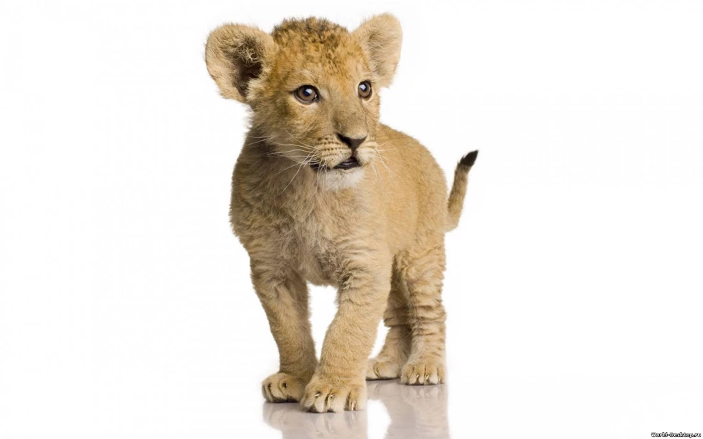 Lion White Backgrounds Wallpapers Cave