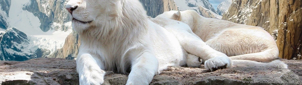 3840x2160 white lion animal wallpaper www.ultrahdwallpapers.net
