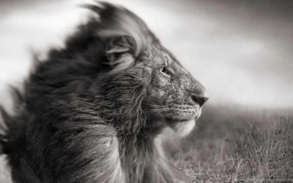 Download Wallpapers 1280x800 Lion, Mane, Wind, Black White 1280x800 ...