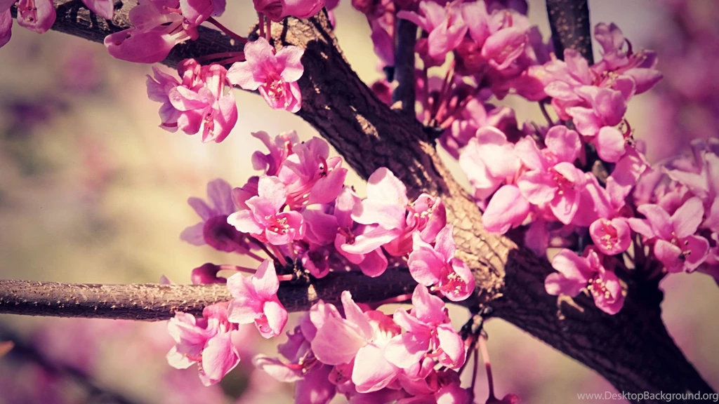 1280x720px Pink Cute Wallpapers Tumblr