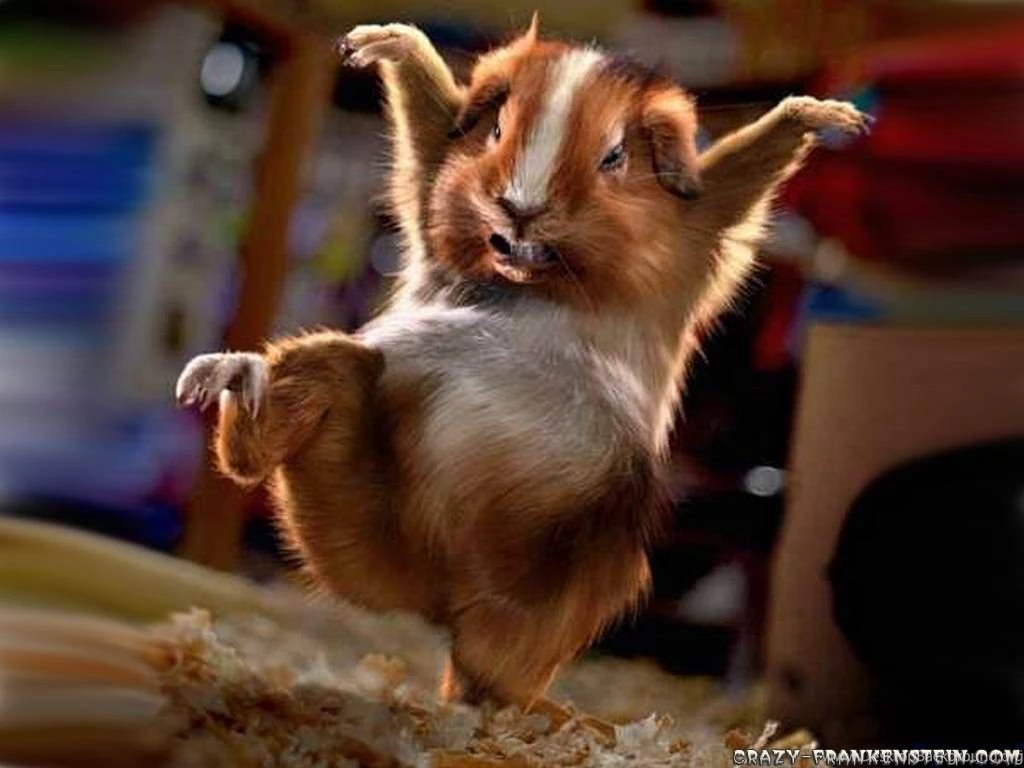Funny Animals Wallpapers