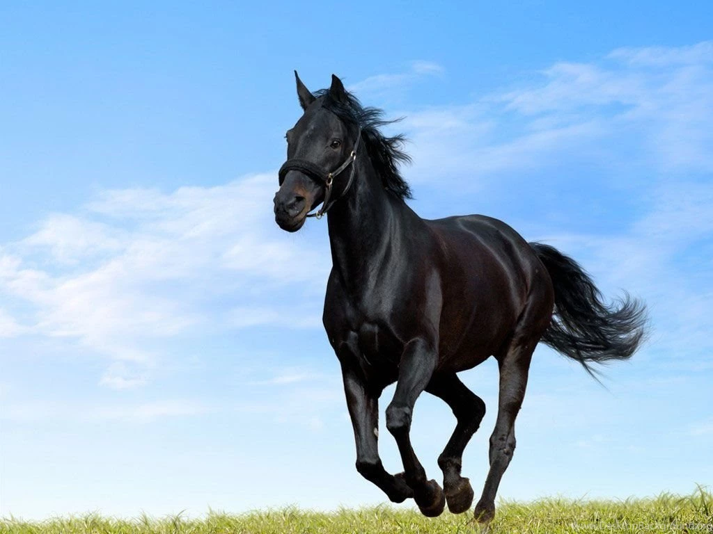 Horses Pictures Beautiful Horses Animal Pictures