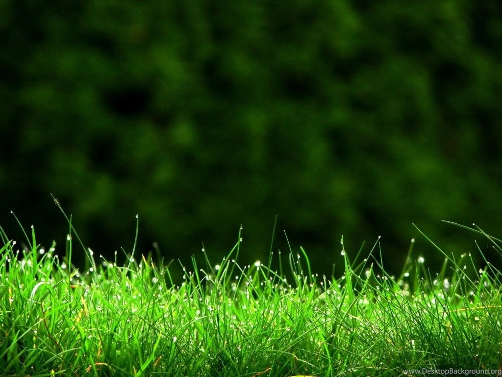 Go Green Wallpapers Free 1024x768 IWallHD Wallpapers HD