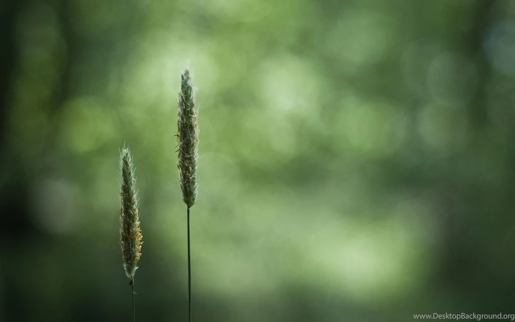 Go Green Wallpapers