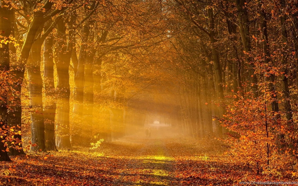 Autumn Morning Wallpapers