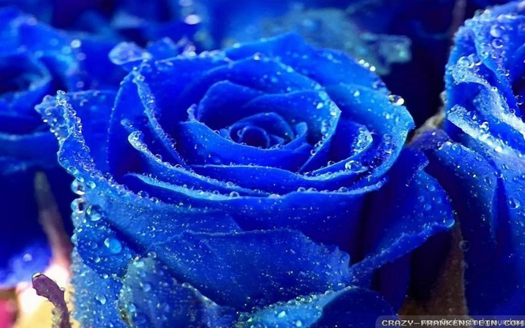Blue Roses Wallpapers Crazy Frankenstein