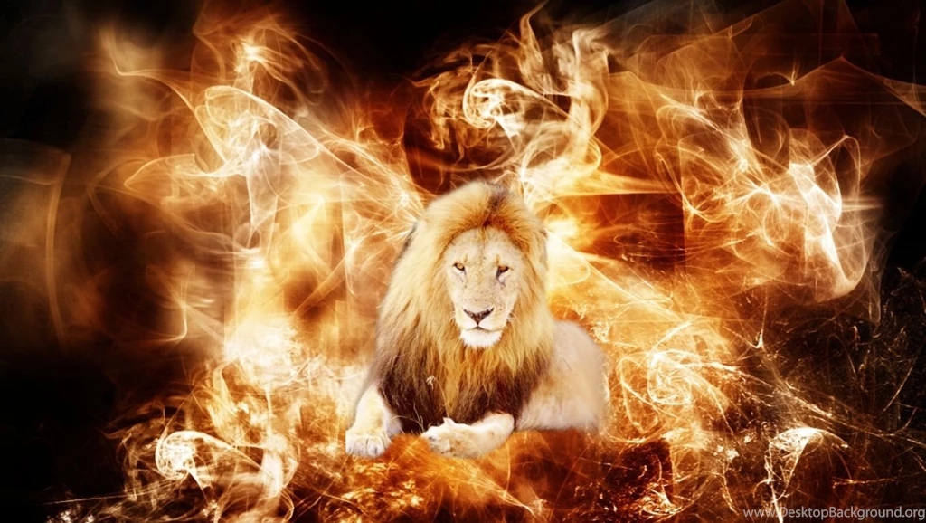 Lion Fighting Wallpapers