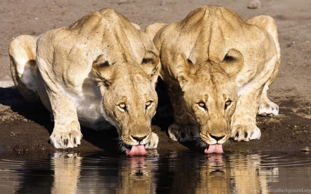 50+ Inspiring Lion Wallpapers For Your Desktop Magazine Fuse