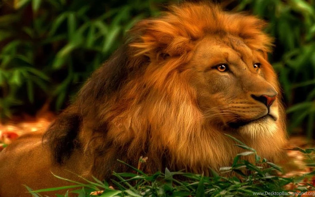 A Picture Of A Lion Wallpapers