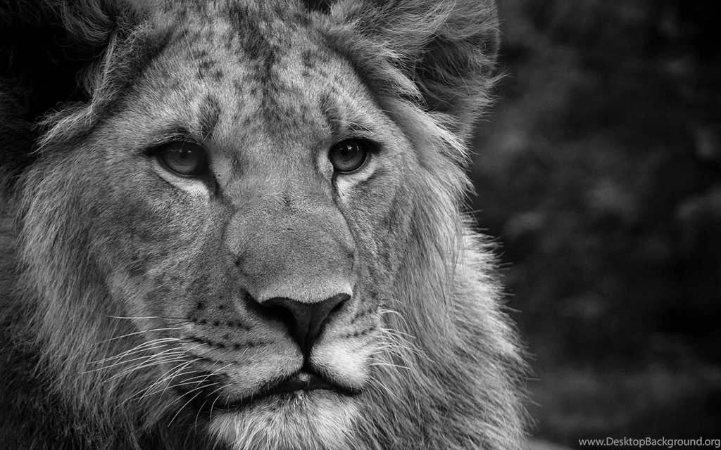 Lion Full HD Pics Wallpapers 3176 HD Wallpapers Site