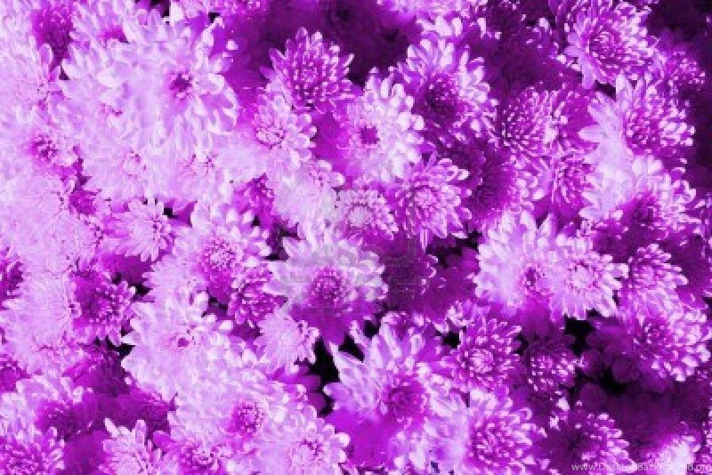 Abstract Flowers Purple Wallpaper Backgrounds Blogger HD Wallpape