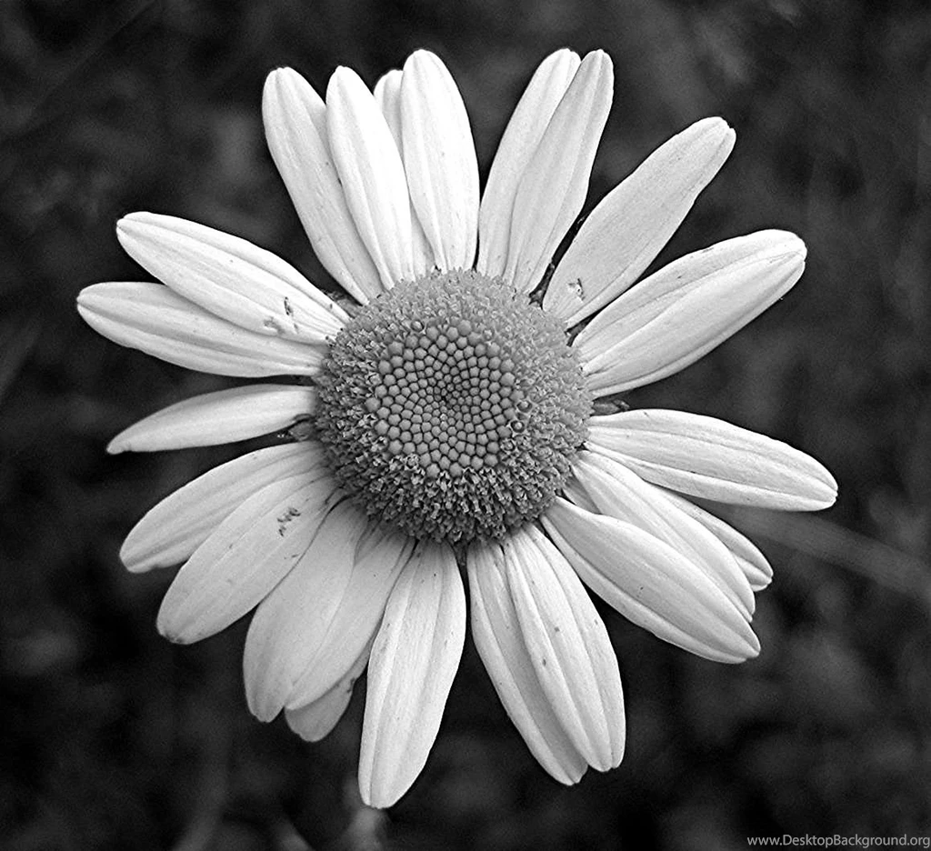 Black And White Photos Of Flowers   HD Wallpapers Lovely