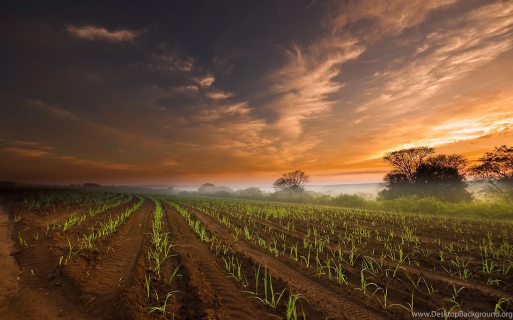 Farming Fields : Wallpapers