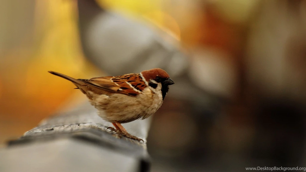 Bird Santa Banta