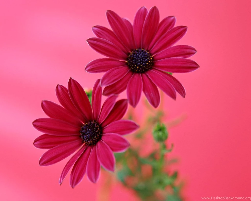 Gerbera Daisies Wallpapers Wallpapers Cave