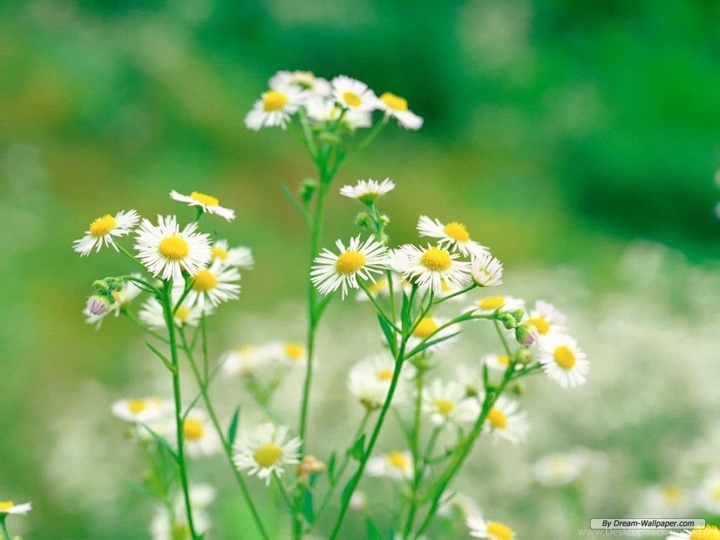 Daisy Wallpaper Backgrounds Wallpapers Cave