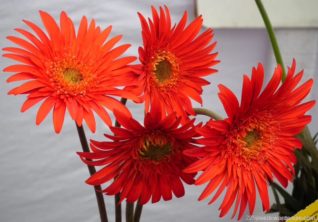 Flowers Wallpapers