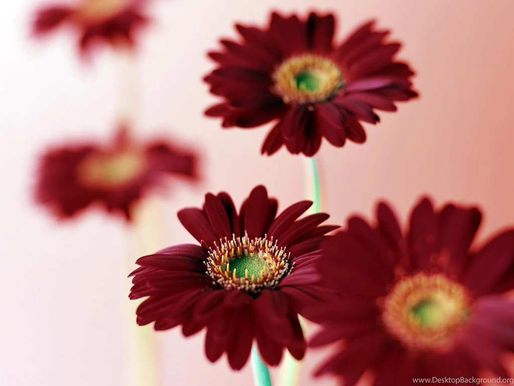 Pink Daisies Flowers In HD Id: 1380 7HDWallpapers