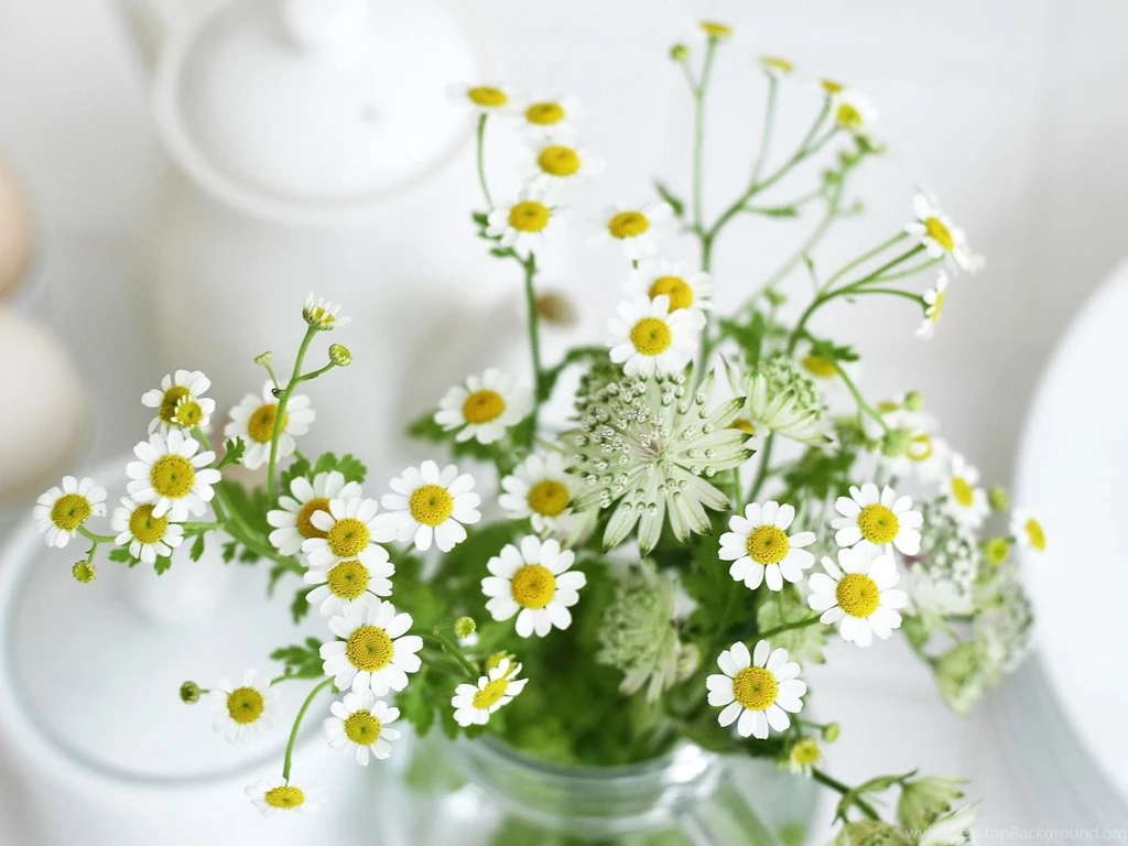 Beautiful Daisy Flowers 1600 X 1200 Wallpapers