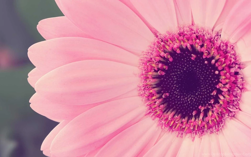 Gerbera Daisy Flower Wallpapers HD Top 30 Best Collection