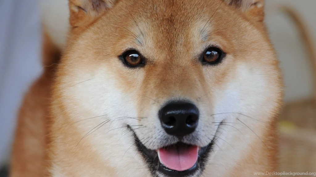 Download 1920x1080 Shiba Inu Wallpapers