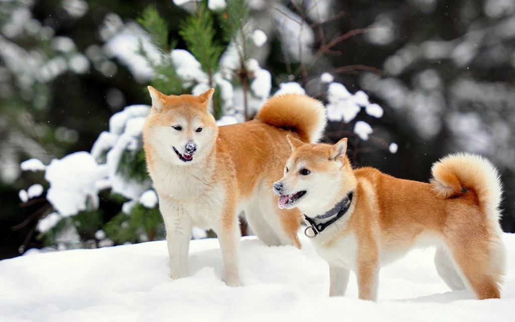 Shiba Inu Winter Snow Wallpapers