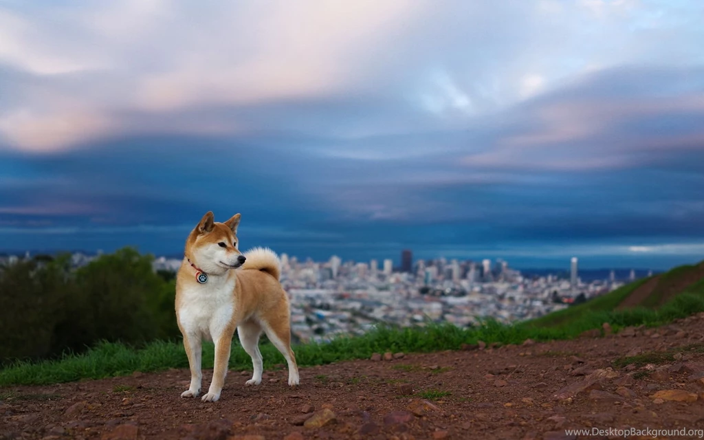 Shiba Inu Wallpapers HD Download