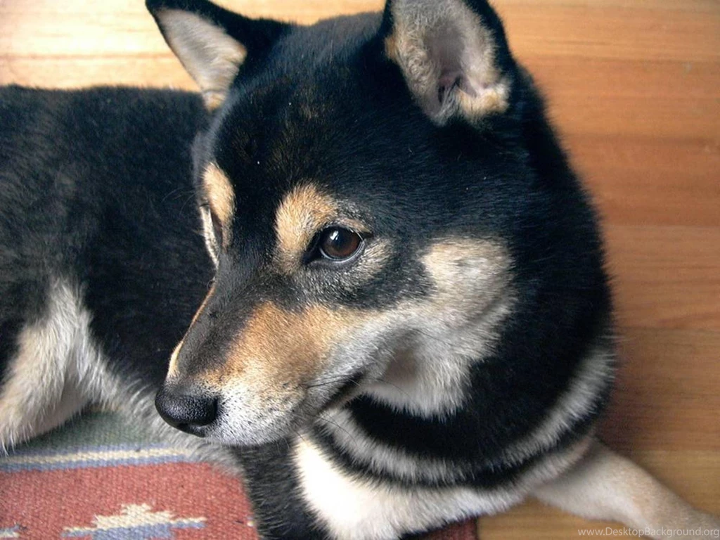 Free Wallpapers Shiba Inu Puppy Dog