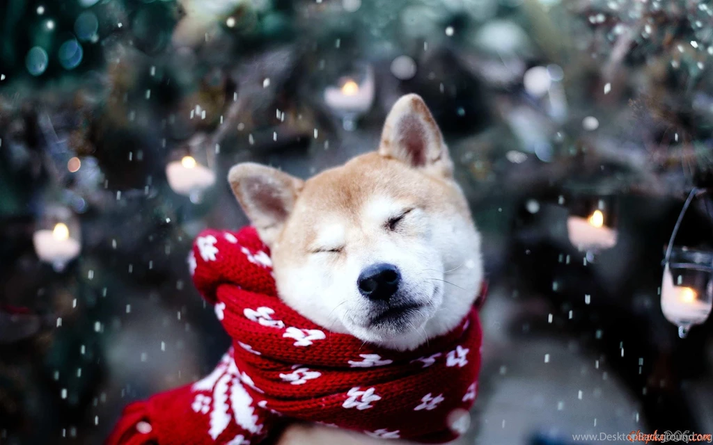 Dog Shiba Inu (