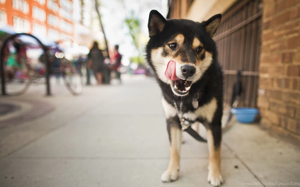 Shiba Inu Close up Wallpapers