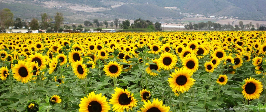 Heads_up_sunflowers_300dpi.jpg