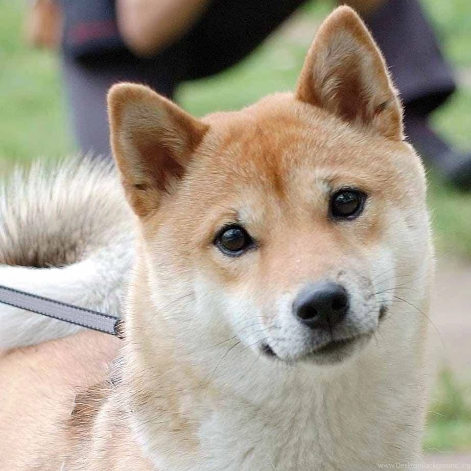 Shiba Inu Photos And Wallpapers. The Beautiful Shiba Inu Pictures