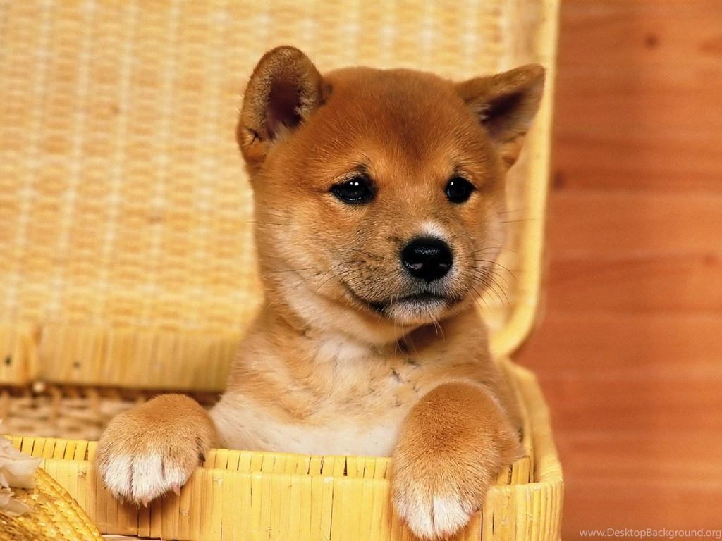 Cute Shiba Inu Puppy HD Desktop Wallpapers : Widescreen : High ...