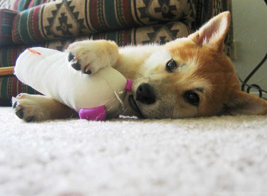 Free Wallpapers Shiba Inu Japanese Small Size Dog