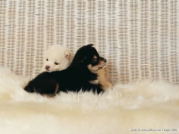 Cuddly Puppy Wallpapers Two Shiba Inu Puppies 20 Wallcoo.net