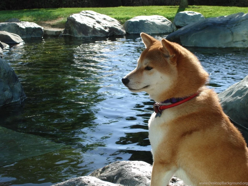 Relaxing Shiba Inu Dog Photo And Wallpaper. Beautiful Relaxing ...