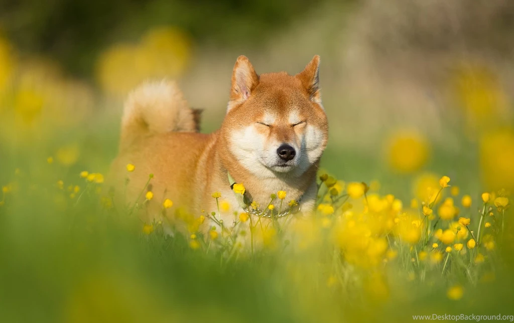 Shiba Inu Computer Wallpapers, Desktop Backgrounds