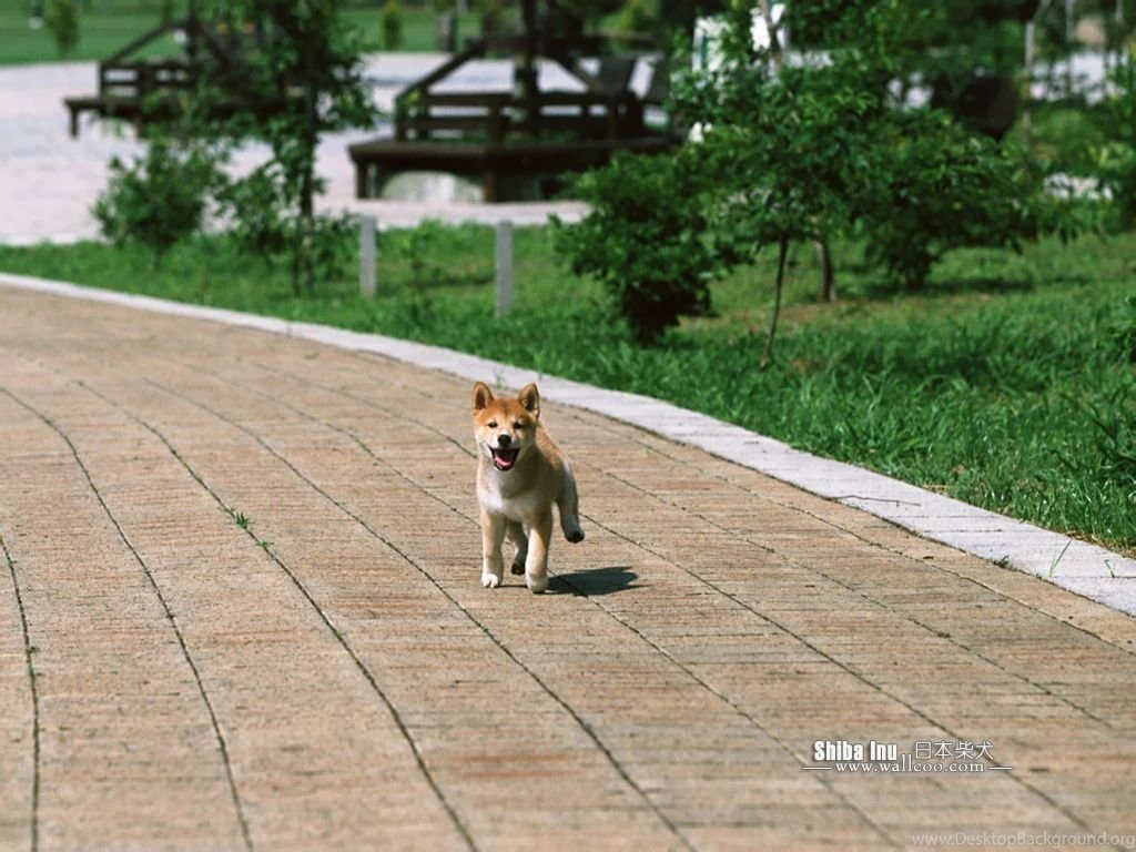 Shiba Inu Puppy Photos Shiba Inu Dog Wallpapers 1024x768 NO.8 ...
