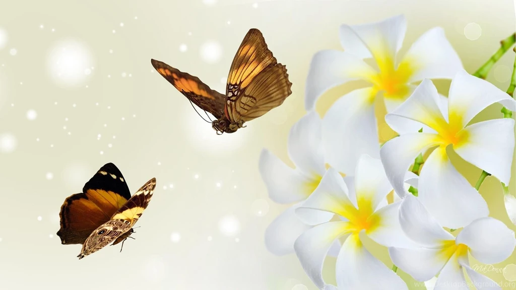 Frangipani Fine >> HD Wallpaper, Get It Now!