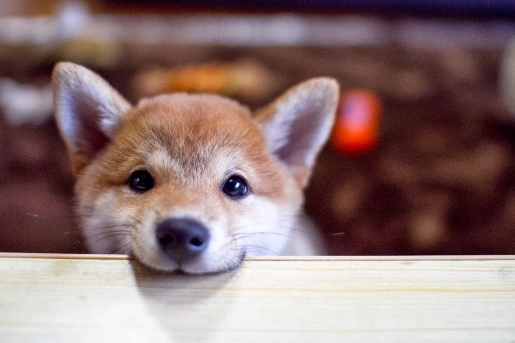 GoBoiano 18 Shiba Inus That Are Much Fluff, Very Aww