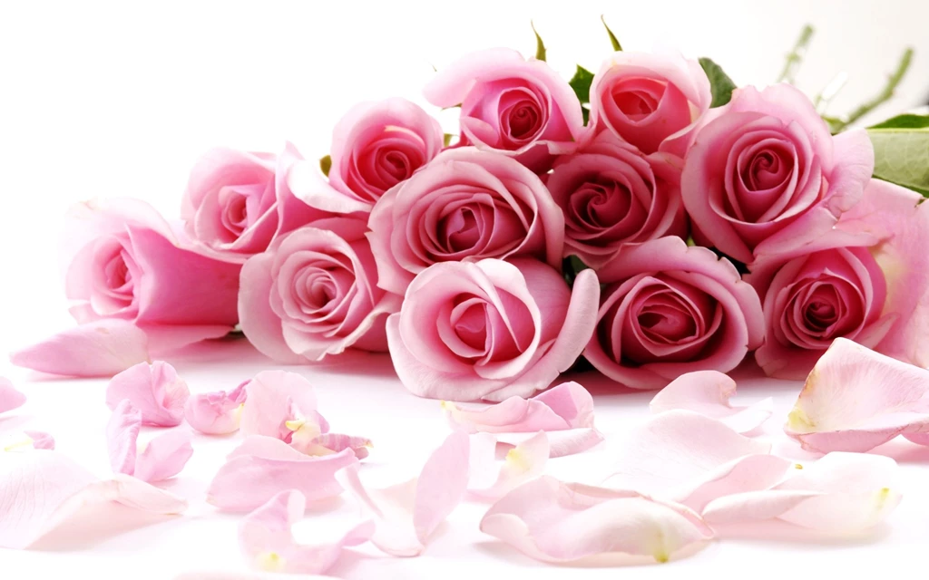 Gulab Flower Image And Wallpapers Download