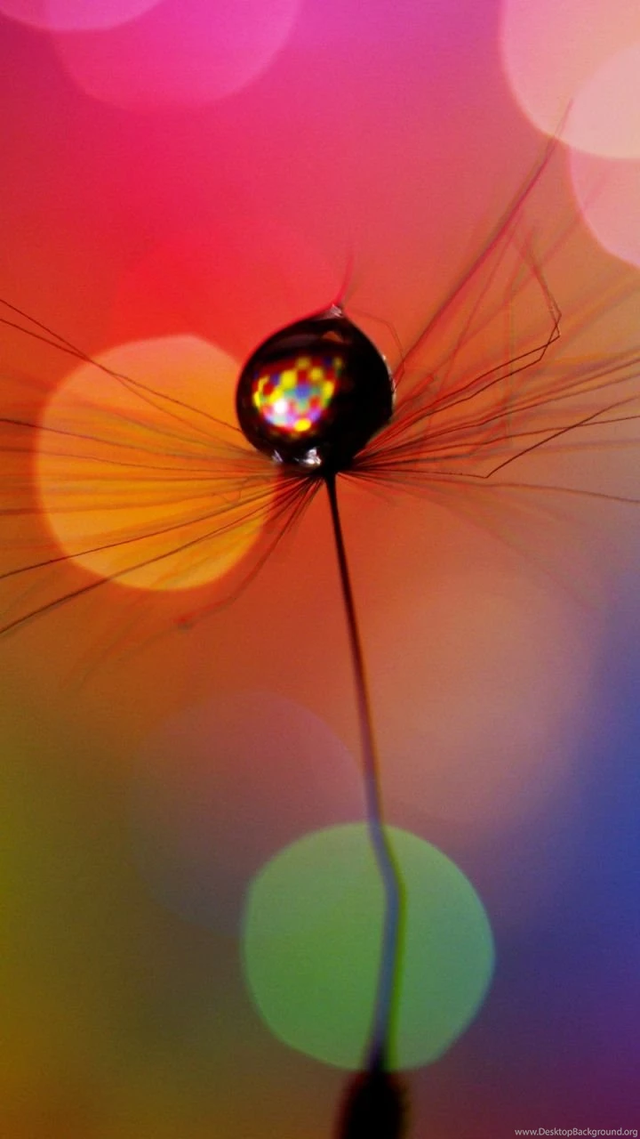 Download Wallpapers 720x1280 Dandelion, Drop, Multicolored, Spots ...