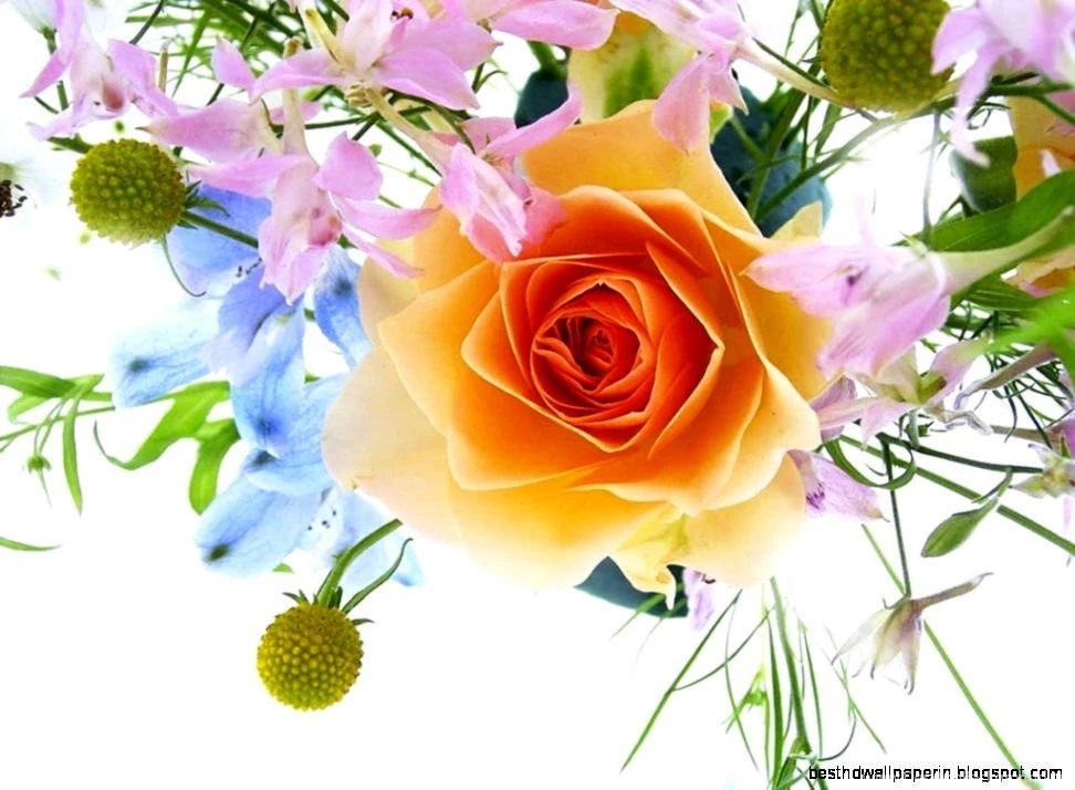 Beautiful Flower Images Free Download