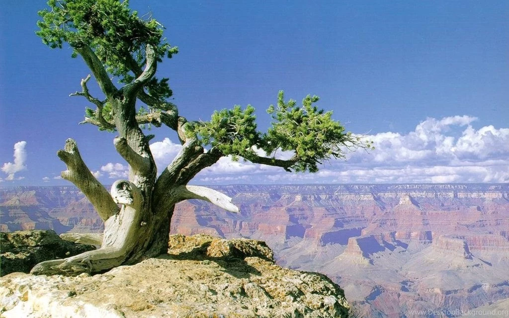 Nature Free Wallpapers 2344