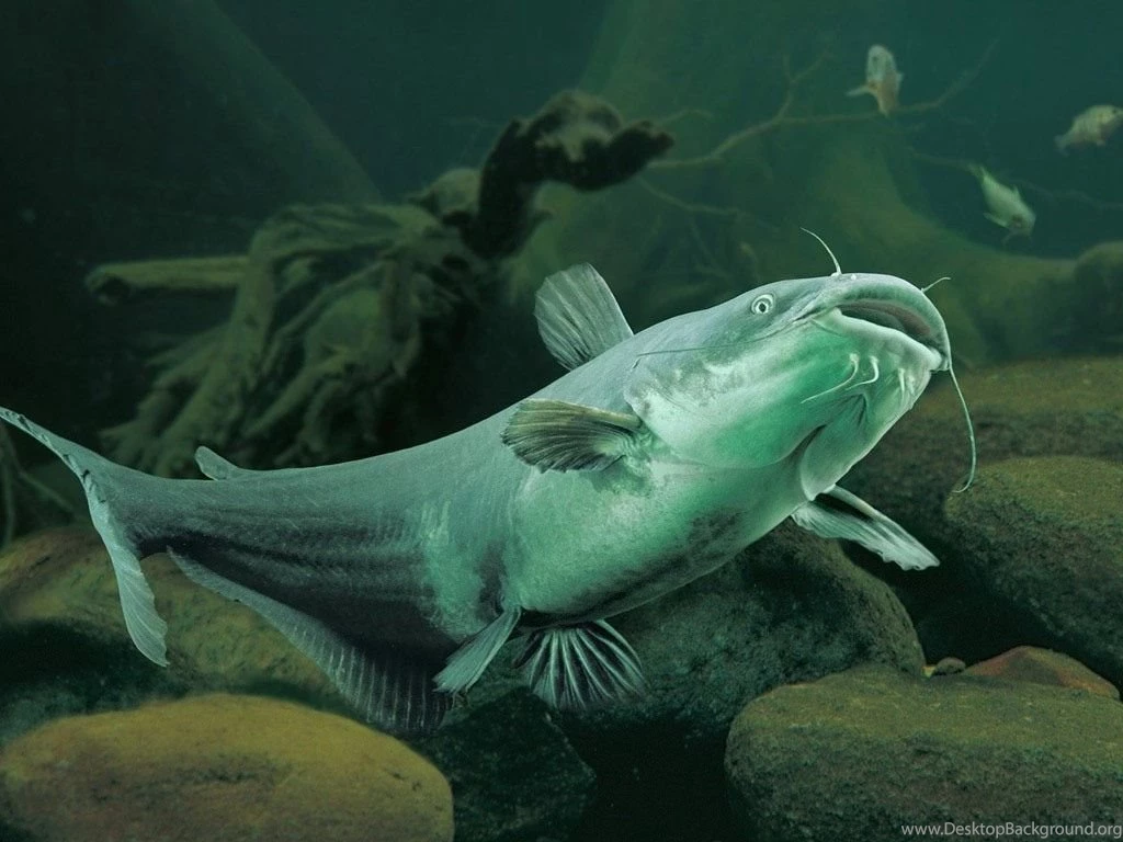 Bass & Catfish Pictures