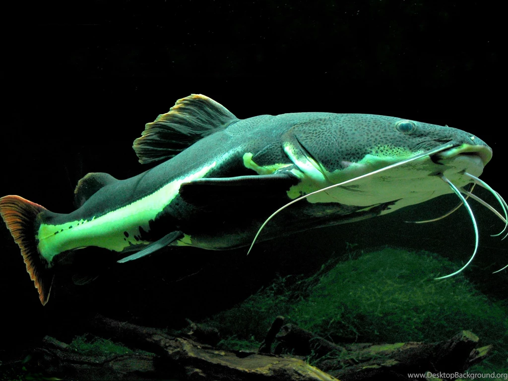 Catfish HD Wallpaper, Catfish Pictures, New Wallpapers